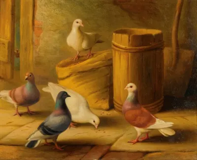 Chickens Pigeons