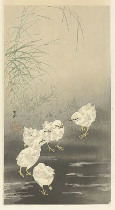 Chicks And Worm
