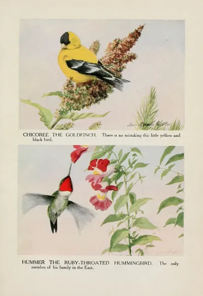 Chicoree The Goldfinch Hummer The Ruby Throated Hummingbird