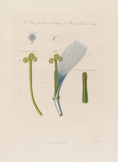 Chicory Flower