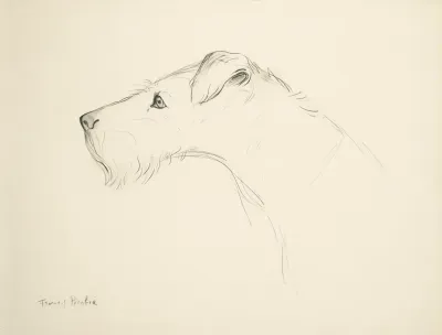 Chien De Profil