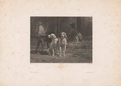 Chiens Courants Au Repos