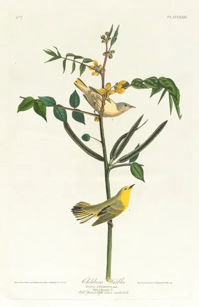 Childrens Warbler