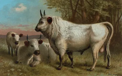 Chillingham Cattle