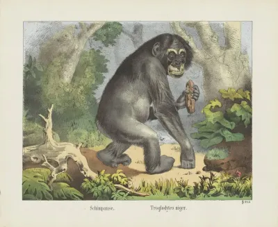 Chimpanzee 2