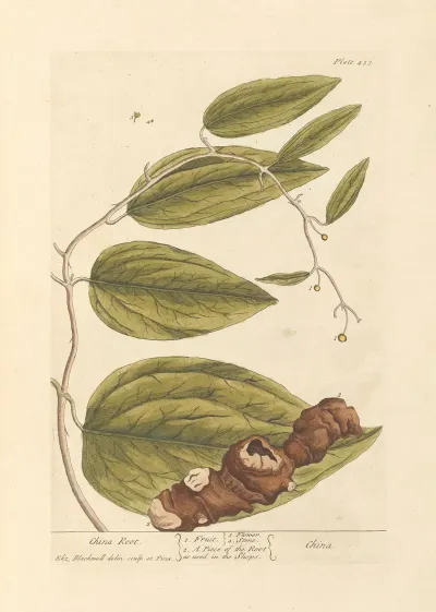 China Root
