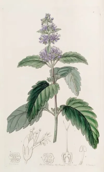 Chinese Beardwort