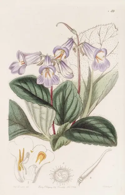 Chinese Chirita