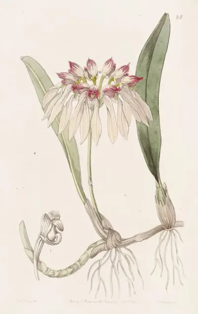 Chinese Cirrhopetalum