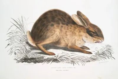 Chinese Hare Lepus Sinensis