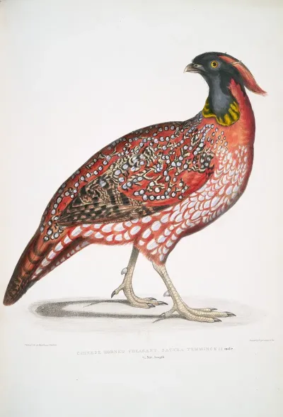 Chinese Horned Pheasant Satyra Temminckii