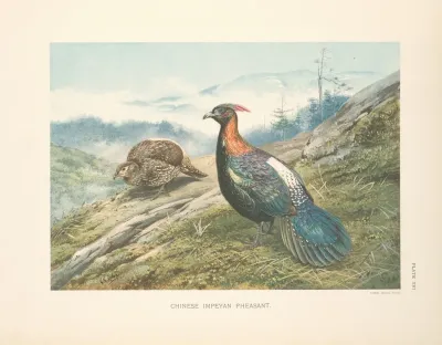 Chinese Impeyan Pheasant Lophophorus Lhuysii