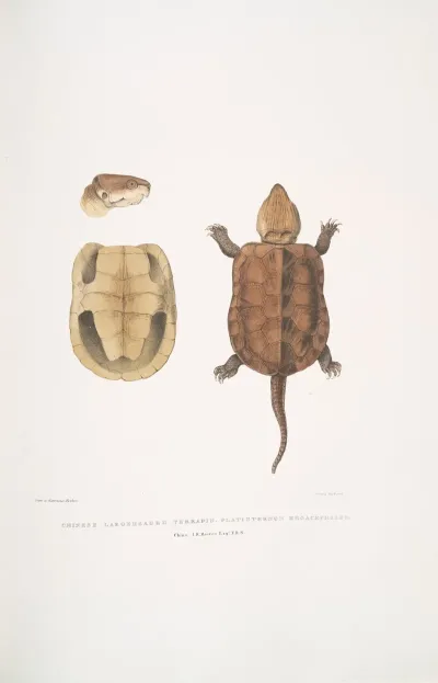 Chinese Large Headed Terrapin Platisternon Megacephalus China