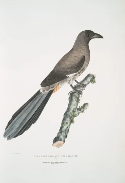 Chinese Magpie Pica Sinensis