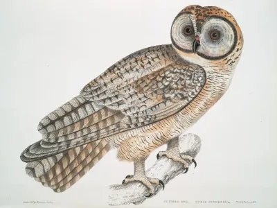 Chinese Owl Strix Sinensis