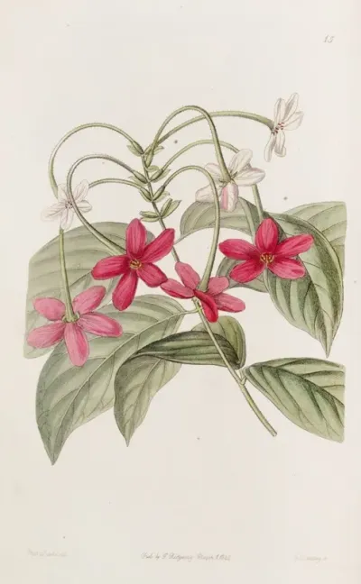 Chinese Quisqualis
