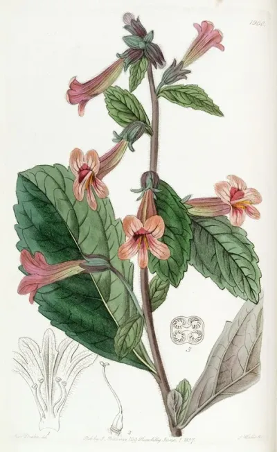 Chinese Rehmannia
