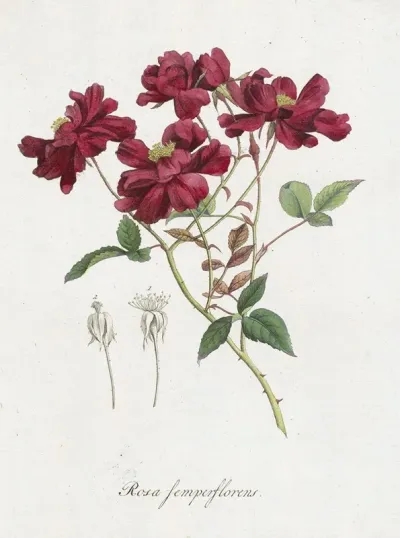 Chinese Roos Rosa Chinensis Jacq