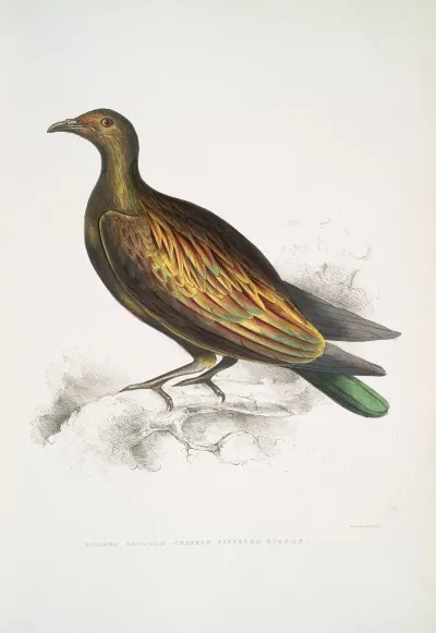 Chinese Tippeted Pigeon Columba Gouldioe