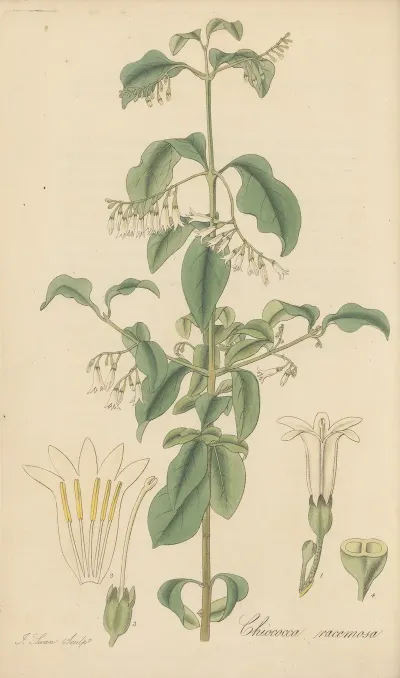 Chiococca Racemosa