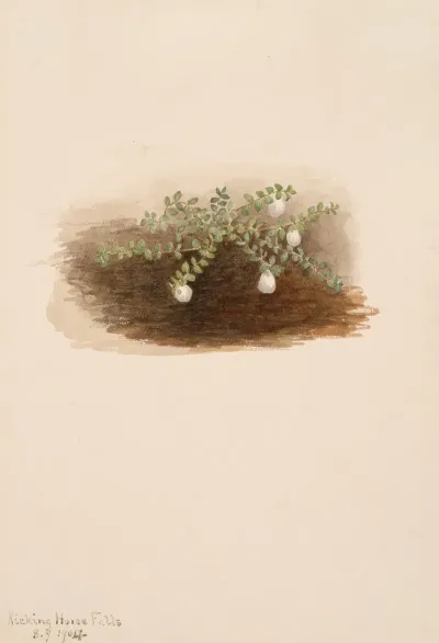 Chiogenes Hispidula