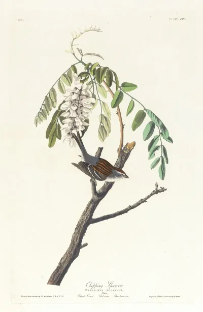 Chipping Sparrow 2