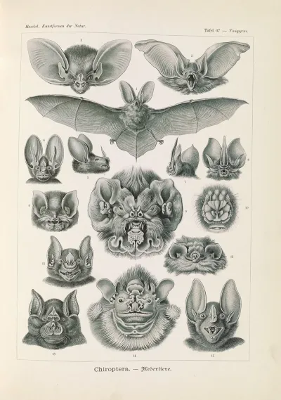 Chiroptera Fledertiere