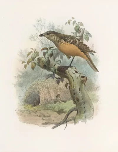 Chlamydodera Cervineiventris
