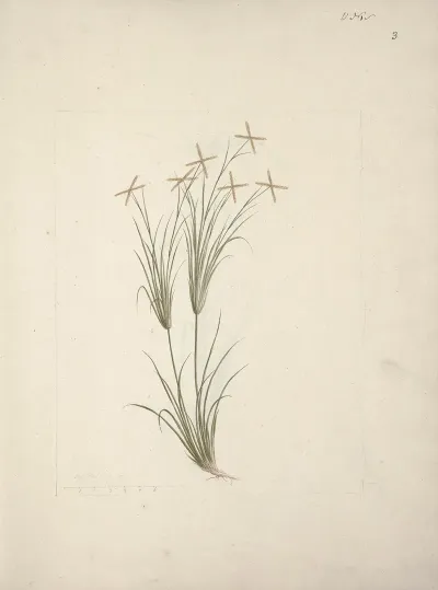 Chloris Rhodes Grass
