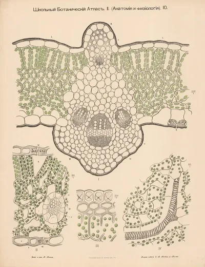 Chloroplast