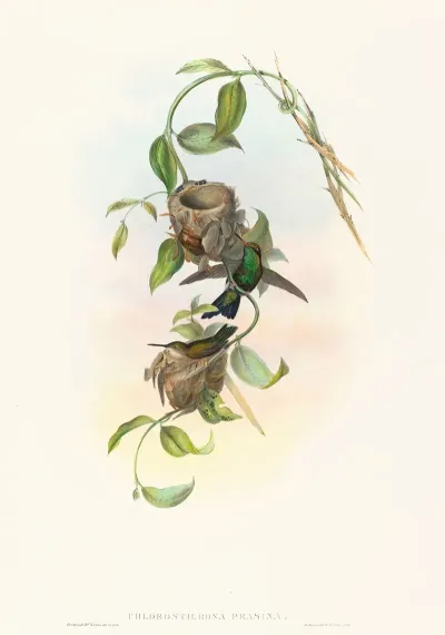 Chlorostilbona Prasina Puncherans Emerald