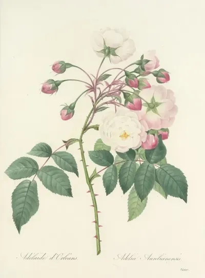 Choix Des Plus Belles Fleurs Pl 002