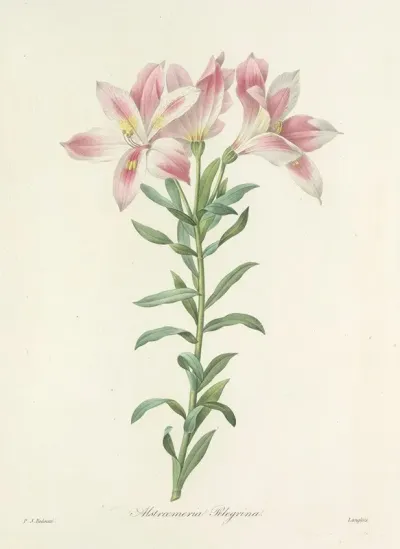Choix Des Plus Belles Fleurs Pl 003