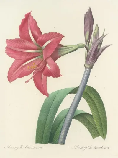 Choix Des Plus Belles Fleurs Pl 005
