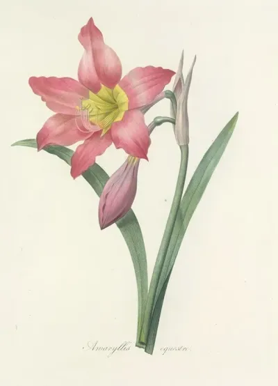 Choix Des Plus Belles Fleurs Pl 006