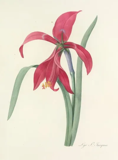 Choix Des Plus Belles Fleurs Pl 007