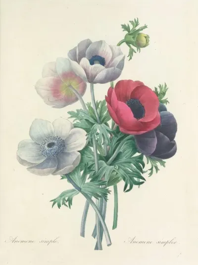 Choix Des Plus Belles Fleurs Pl 008