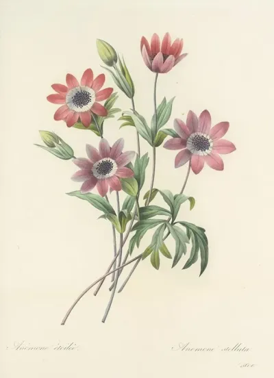 Choix Des Plus Belles Fleurs Pl 009