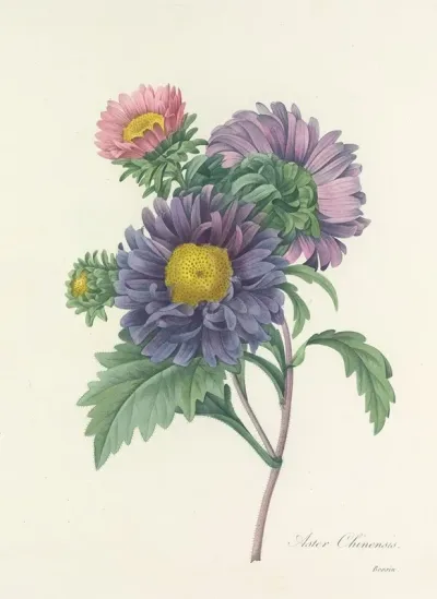 Choix Des Plus Belles Fleurs Pl 010