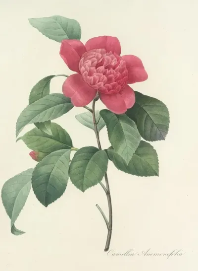 Choix Des Plus Belles Fleurs Pl 019