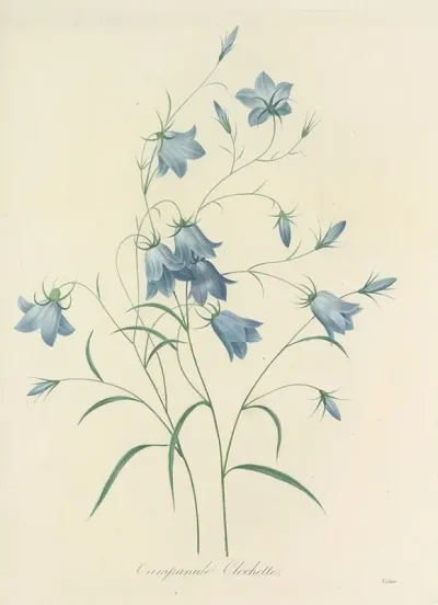 Choix Des Plus Belles Fleurs Pl 020