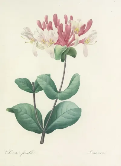 Choix Des Plus Belles Fleurs Pl 023