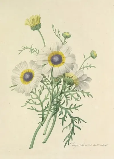 Choix Des Plus Belles Fleurs Pl 024