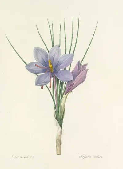 Choix Des Plus Belles Fleurs Pl 028