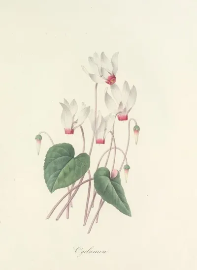 Choix Des Plus Belles Fleurs Pl 029