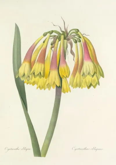Choix Des Plus Belles Fleurs Pl 030