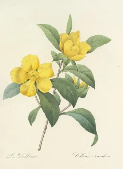Choix Des Plus Belles Fleurs Pl 035