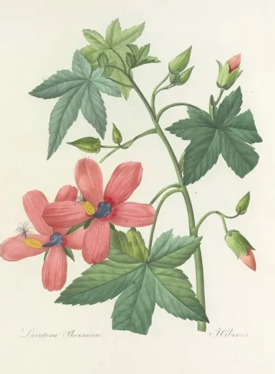 Choix Des Plus Belles Fleurs Pl 041