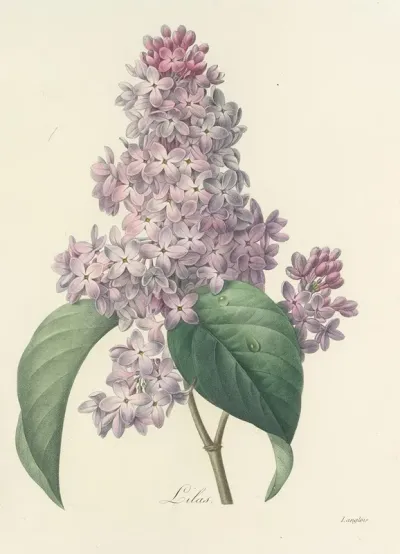 Choix Des Plus Belles Fleurs Pl 042