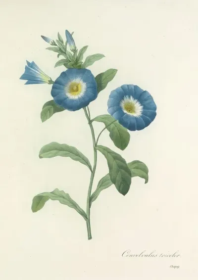 Choix Des Plus Belles Fleurs Pl 043